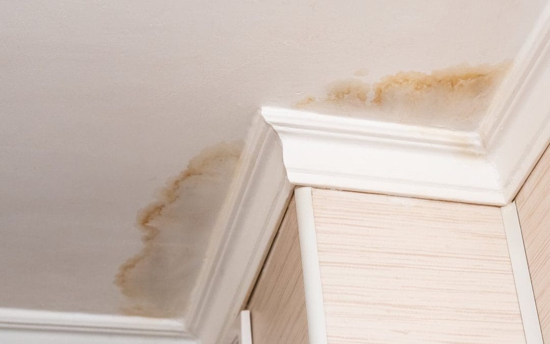 Mold Growth Indoors: How Does Mold Grow?