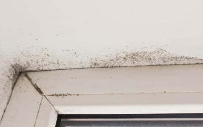 What Can I Do To Stop Mold Growth