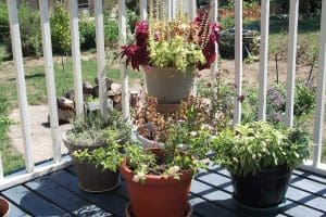 upgrade your deck or patio with a container garden.