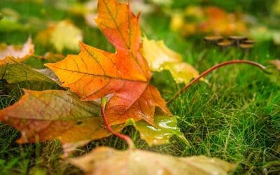 5 Easy Fall Lawn Maintenance Tips