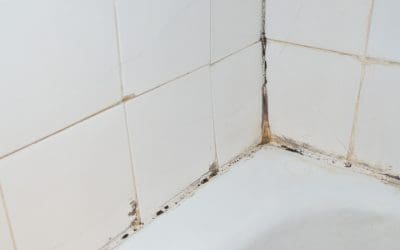 4 Myths About Mold in the Home