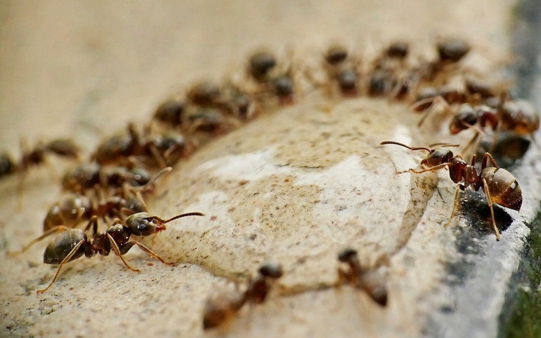 get rid of ants